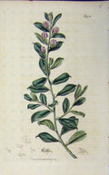 Original Old Vintage Print 1827 Hand Coloured Flower Curtis Plate 1923 19th