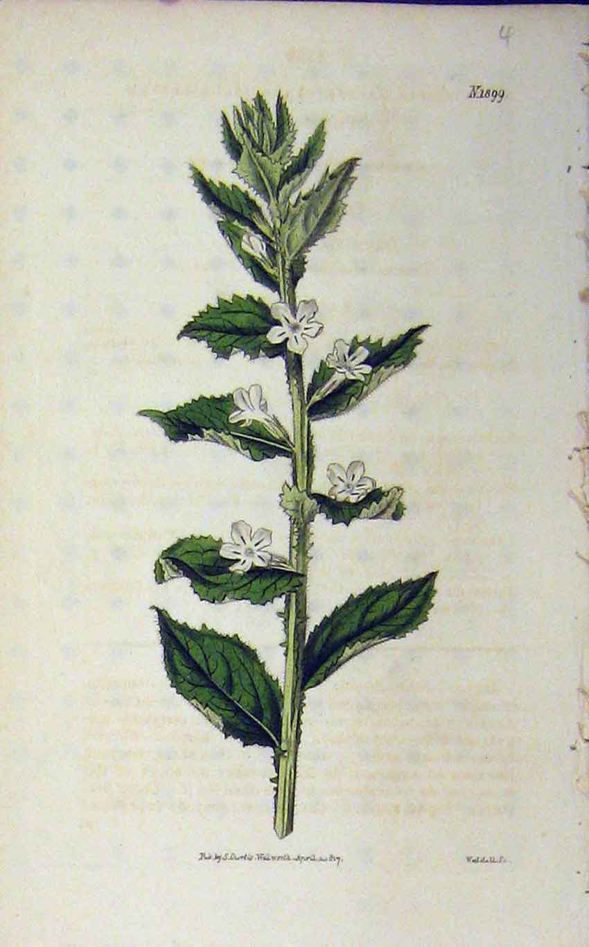 Original Old Antique Print 1817 Hand Coloured Flower Curtis Weddel Plate 1899