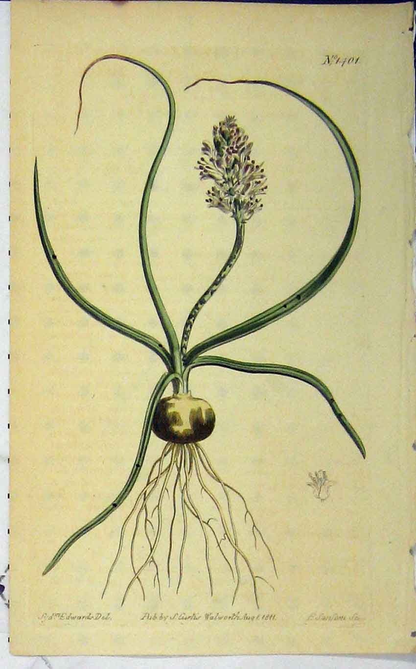 Old Antique Print 1811 Hand Coloured Flower Curtis Edwards Sansom N.1401 19th
