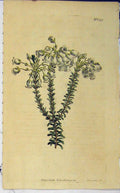 Original Old Antique Print 1811 Hand Coloured Flower Curtis Sansom Plate 1399