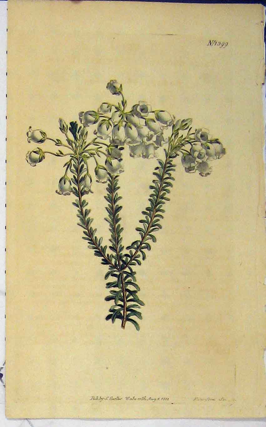 Original Old Antique Print 1811 Hand Coloured Flower Curtis Sansom Plate 1399