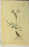 Old Antique Print Edwards Hand Coloured Flower 1811 Curtis Sanson N.1383 19th