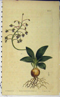 Old Antique Print Edwards Hand Coloured Flower 1811 Curtis Sansom N.1380 19th