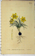 Old Antique Print Hand Coloured Flower 1810 Edwards Curtis Sansom N.1292 19th