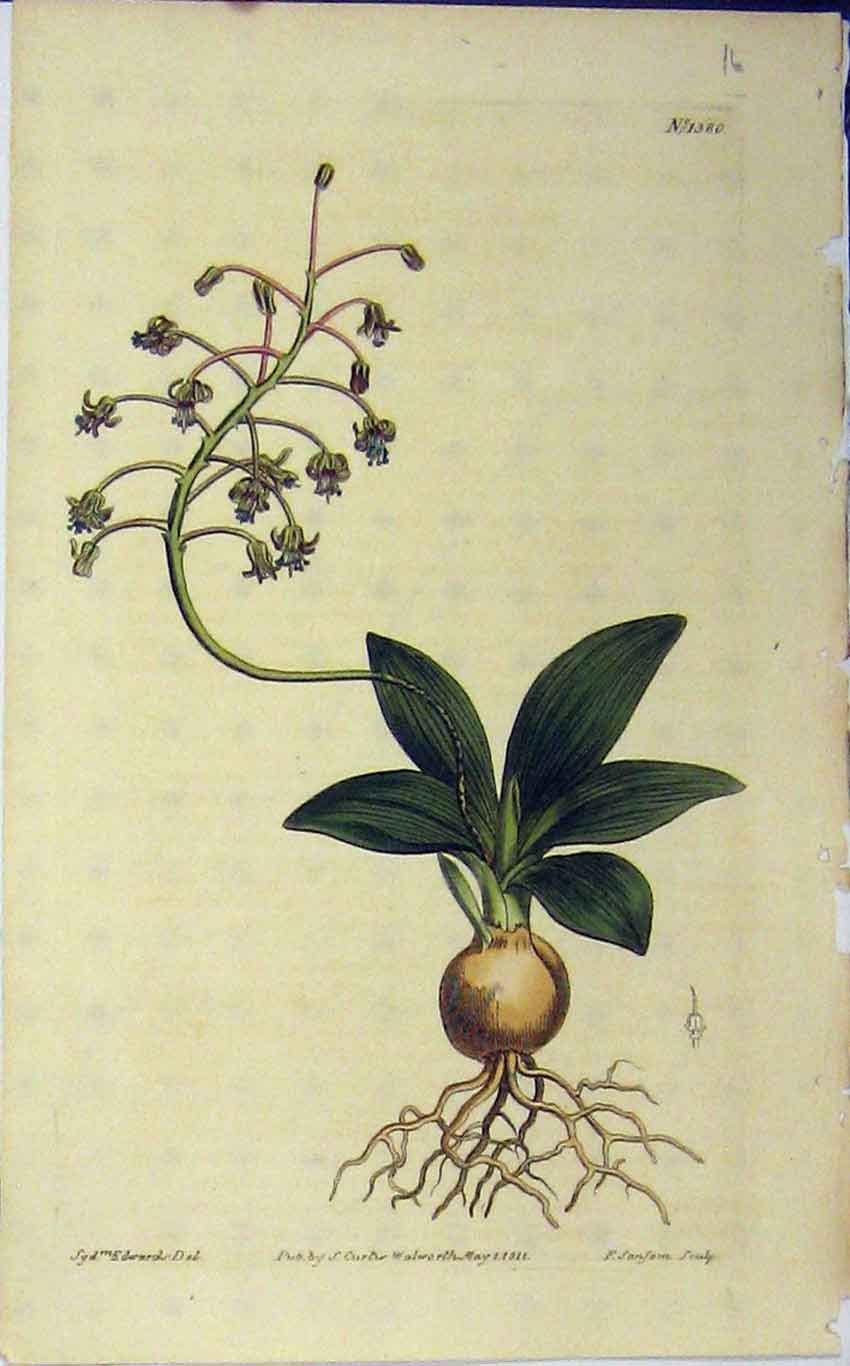 Old Antique Print 1811 Hand Coloured Flower Curtis Sansom Edwards N.1380 19th