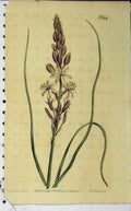 Old Antique Print Hand Coloured Flower 1808 Edwards Curtis Sansom N.1124 19th