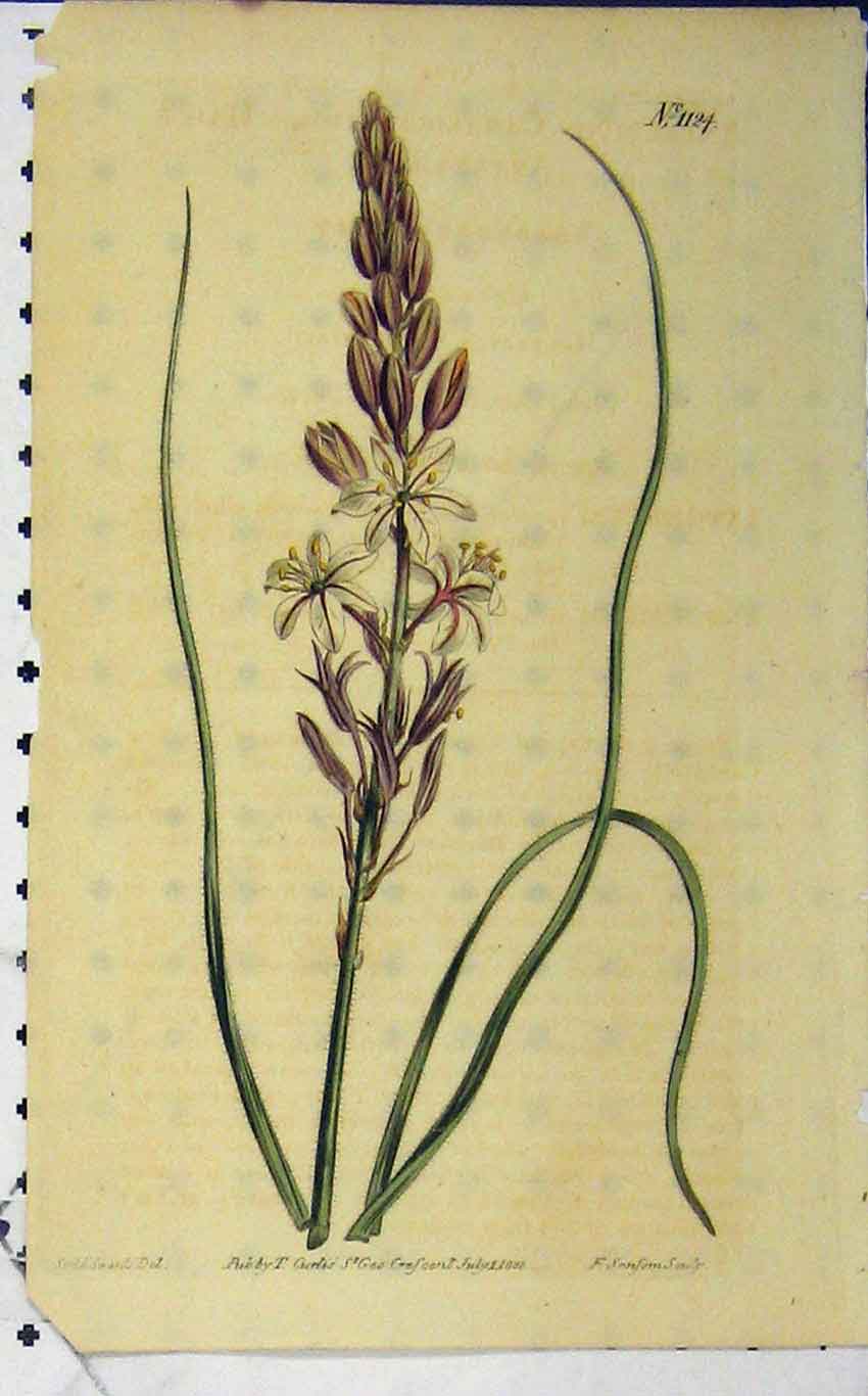 Old Antique Print Hand Coloured Flower 1808 Edwards Curtis Sansom N.1124 19th