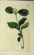 Old Antique Print 1813 Hand Coloured Flower Edwards Curtis Sansom N.1552 19th