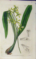 Original Old Antique Print 1837 Hand Coloured Flower Curtis Swan Plate 3557