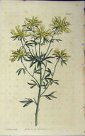 Original Old Antique Print 1812 Hand Coloured Flower Curtis Edwards Plate 1438