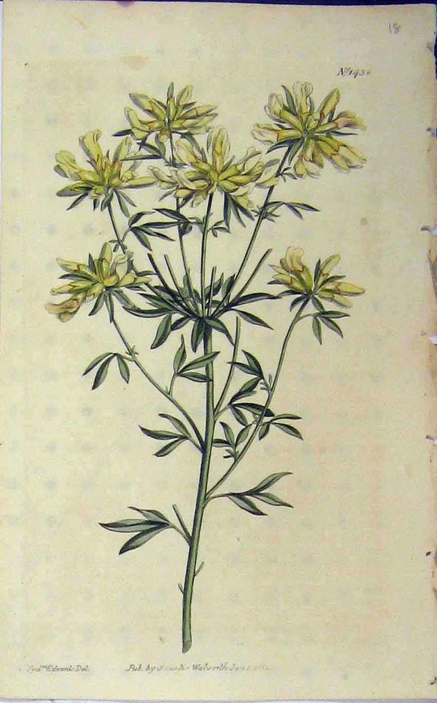 Original Old Antique Print 1812 Hand Coloured Flower Curtis Edwards Plate 1438