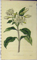 Original Old Antique Print Hand Coloured Flower 1816 Curtis Weddell Plate 1865