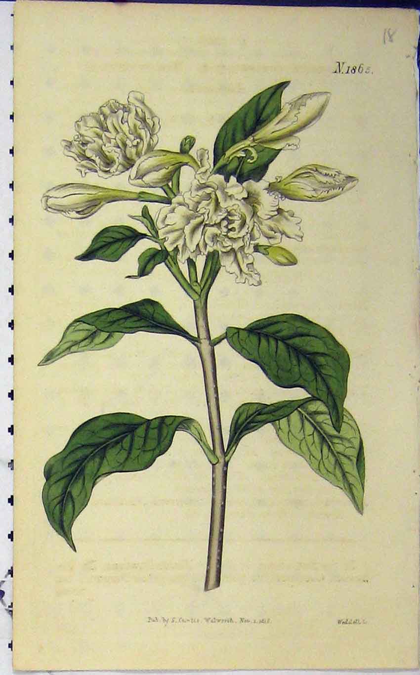 Original Old Antique Print Hand Coloured Flower 1816 Curtis Weddell Plate 1865
