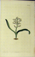 Old Antique Print 1811 Hand Coloured Flower Curtis Edwards Sansom N.1373 19th