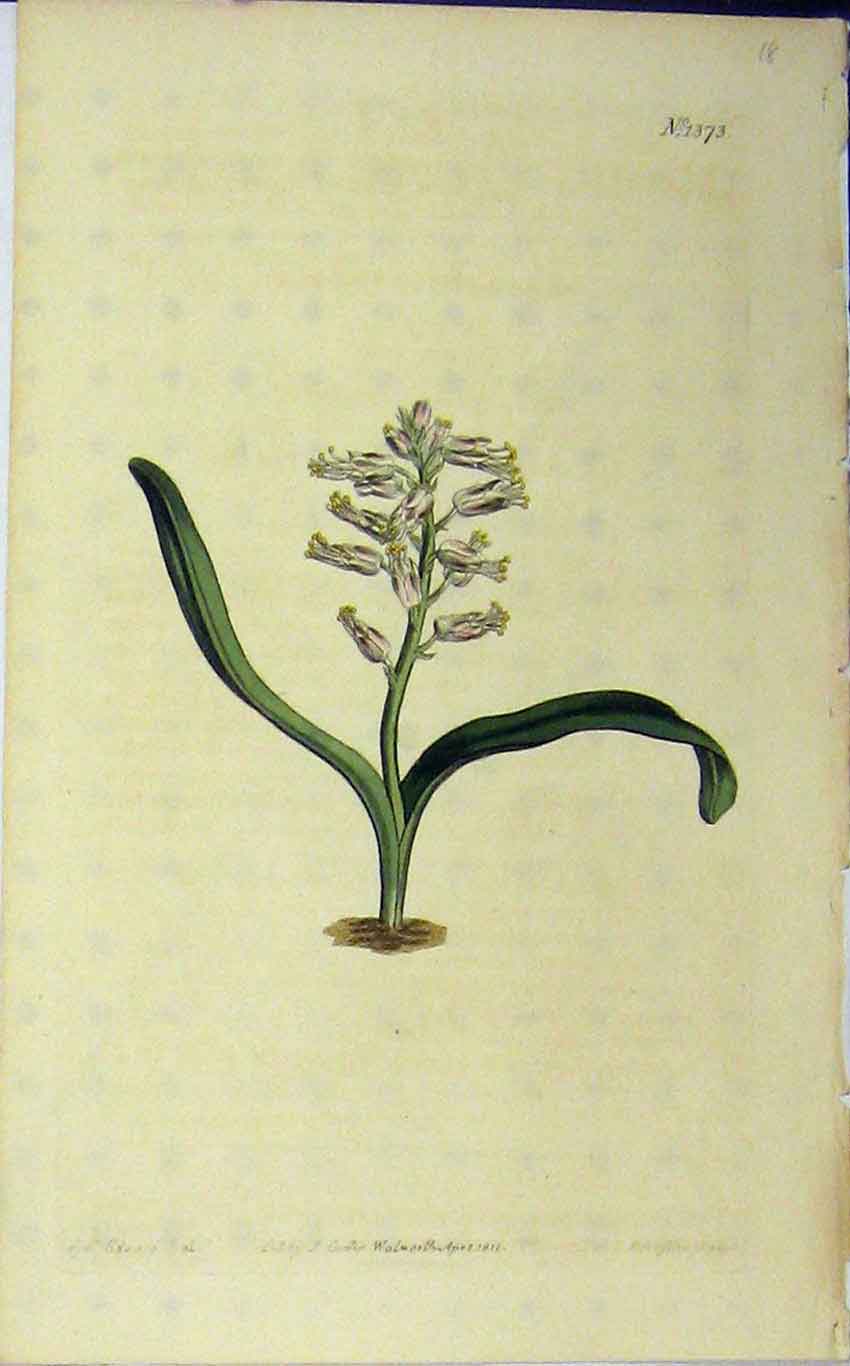 Old Antique Print 1811 Hand Coloured Flower Curtis Edwards Sansom N.1373 19th