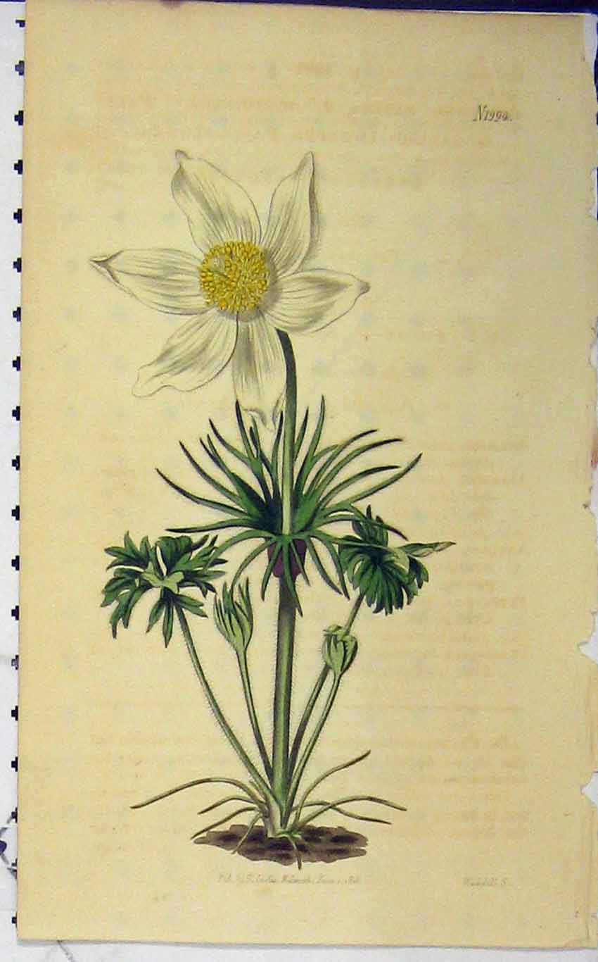 Original Old Antique Print 1818 Hand Coloured Flower Curtis Weddell Plate 1994
