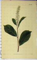 Original Old Antique Print Hand Coloured Flower 1823 Curtis Weddell N. 2409