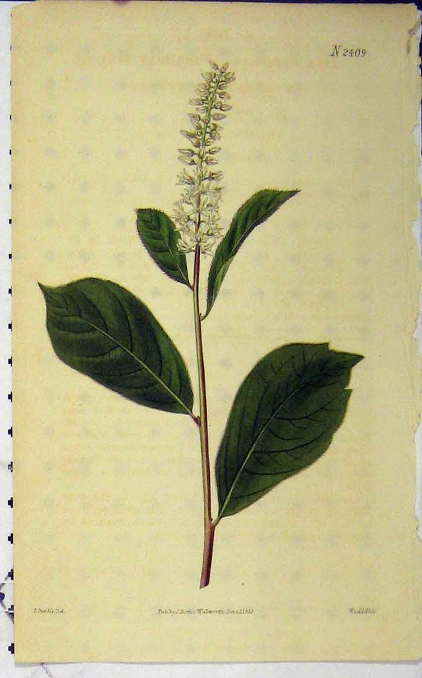 Original Old Antique Print Hand Coloured Flower 1823 Curtis Weddell N. 2409