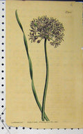 Old Antique Print 1802 Hand Coloured Flower Edwards Curtis Sansom N.1150 19th