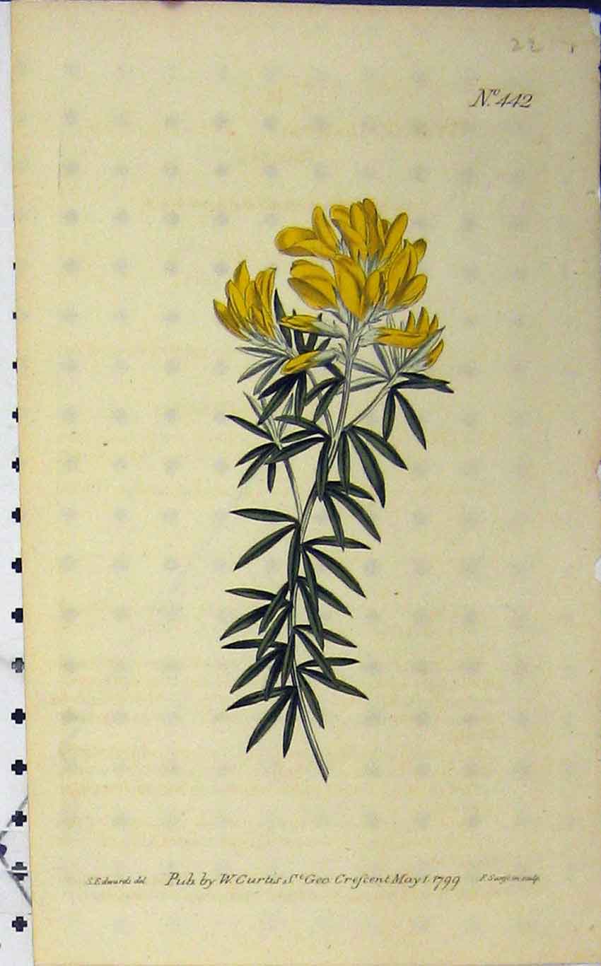 Old Antique Print 1799 Hand Coloured Flower Curtis Sansom Edwards N.442 18th