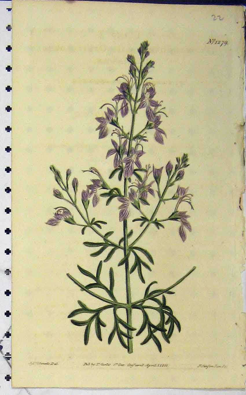 Old Antique Print 1810 Hand Coloured Flower Curtis Edwards Sansom N.1279 19th