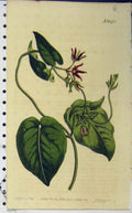Old Antique Print 1810 Hand Coloured Flower Curtis Sansom Edwards N.1273 19th