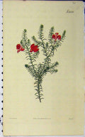 Original Old Antique Print 1825 Hand Coloured Flower Curtis Weddell Plate 2600