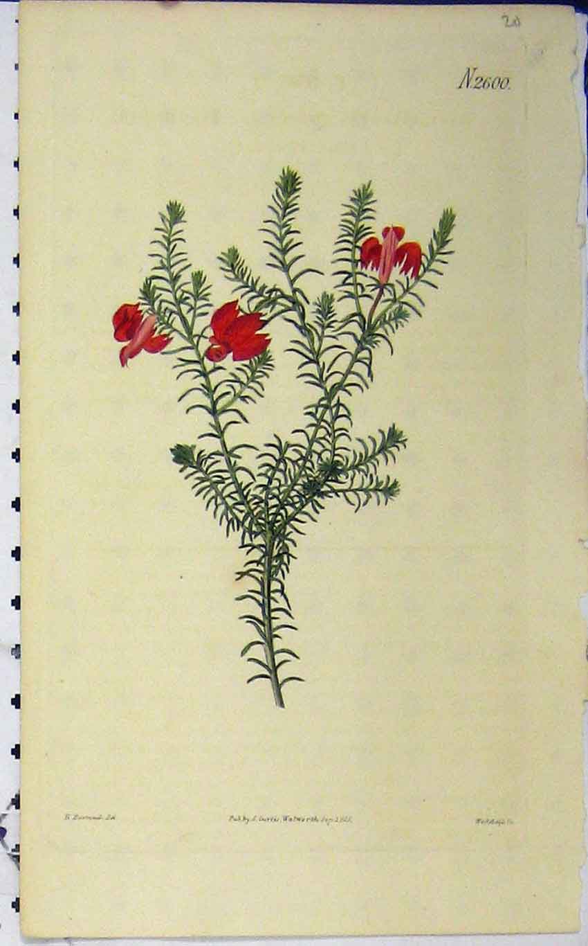 Original Old Antique Print 1825 Hand Coloured Flower Curtis Weddell Plate 2600