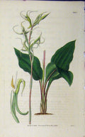 Original Old Antique Print Hand Coloured Flower Curtis 1835 Swan 3403 19th
