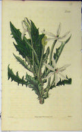 Original Old Antique Print 1825 Hand Coloured Flower Curtis Weddell Plate 2563