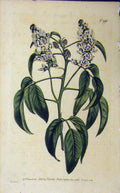 Old Antique Print Hand Coloured Flower 1806 Curtis Edwards Sansom N.990 19th