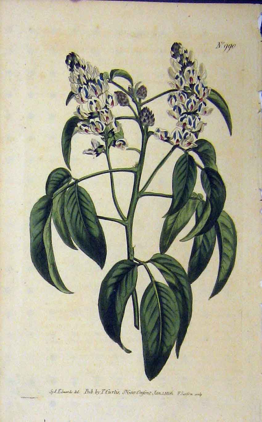 Old Antique Print Hand Coloured Flower 1806 Curtis Edwards Sansom N.990 19th