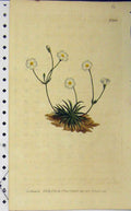 Old Antique Print 1805 Hand Coloured Flower Edwards Curtis Sansom N.868 19th