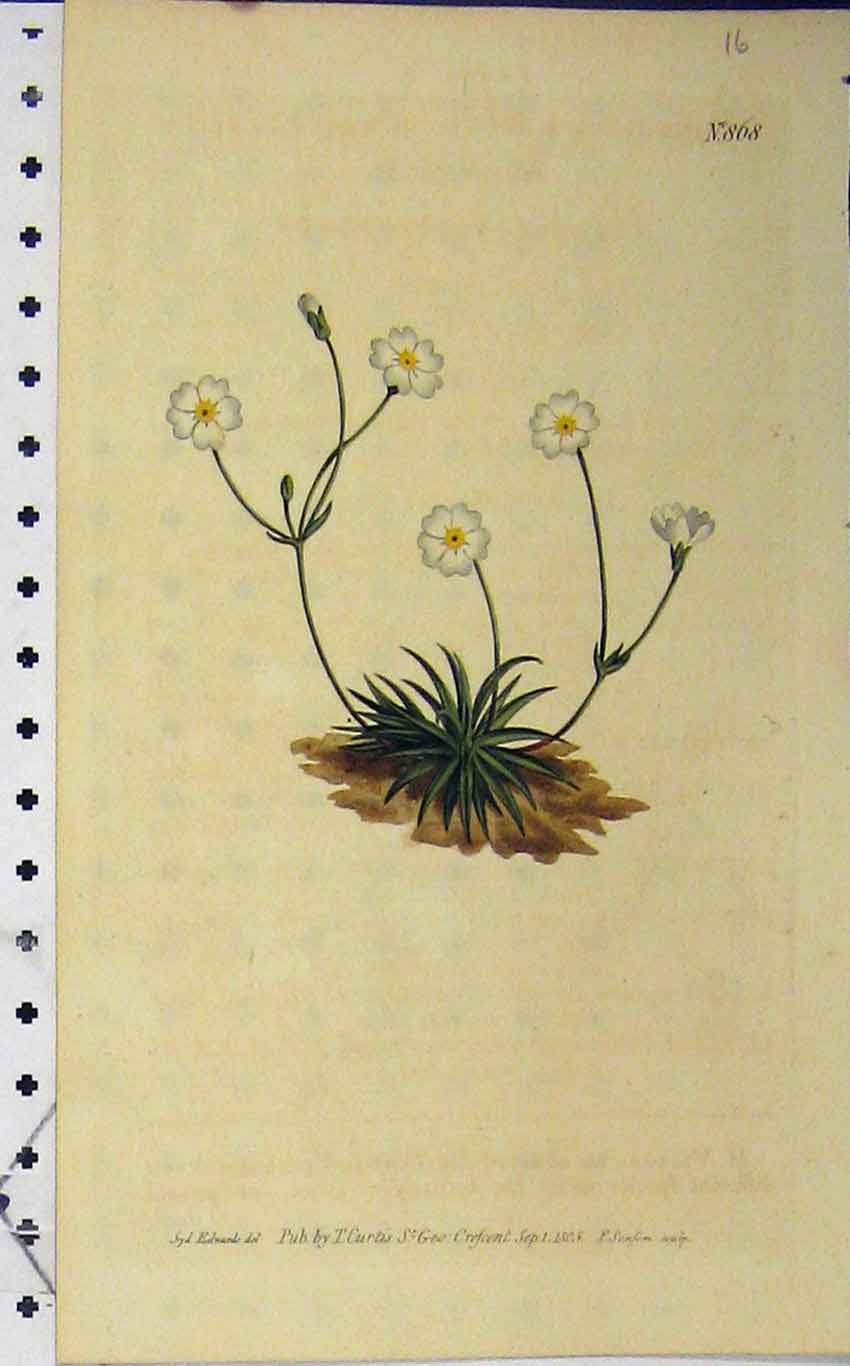 Old Antique Print 1805 Hand Coloured Flower Edwards Curtis Sansom N.868 19th