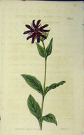 Original Old Antique Print 1819 Hand Coloured Flower Curtis Weddell N.2104 19th