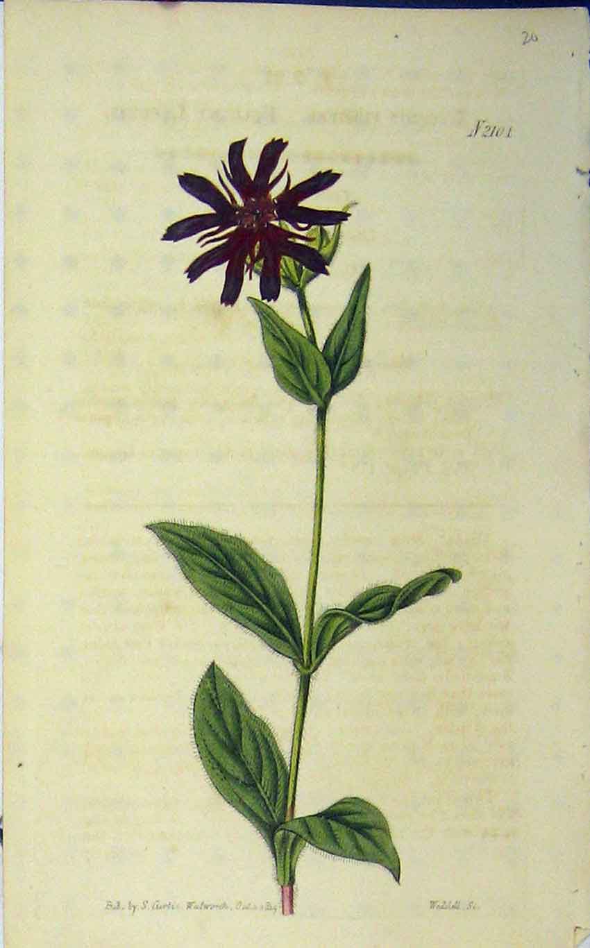Original Old Antique Print 1819 Hand Coloured Flower Curtis Weddell N.2104 19th