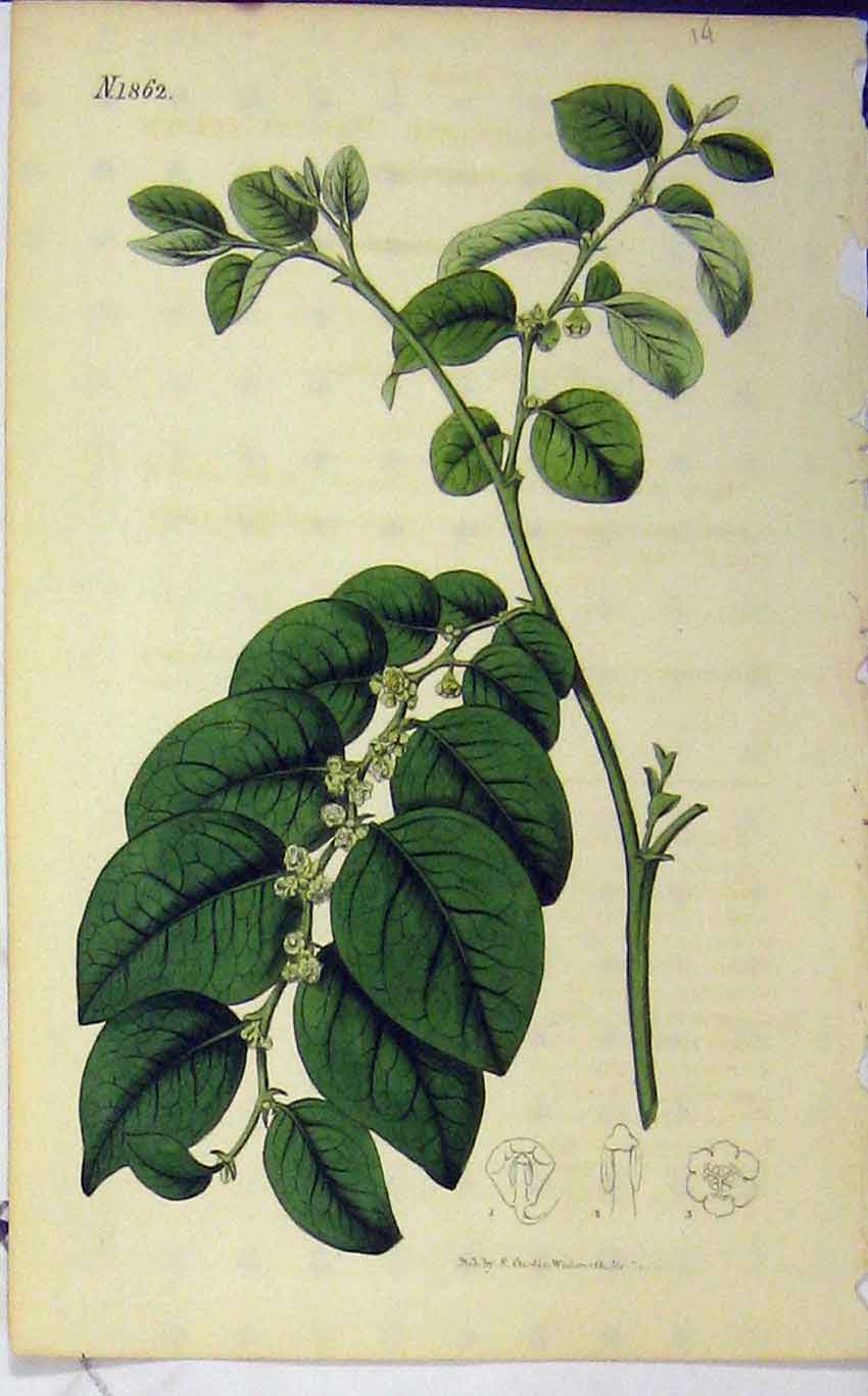 Old Antique Print 1804 Hand Coloured Flower Edwards Curtis Sansom N.752 19th