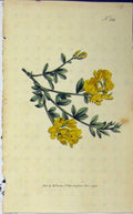 Original Old Antique Print 1795 Hand Coloured Flower Curtis Plate 314 18th