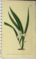 Old Antique Print 1803 Hand Coloured Flower Edwards Curtis Sansom N.646 19th