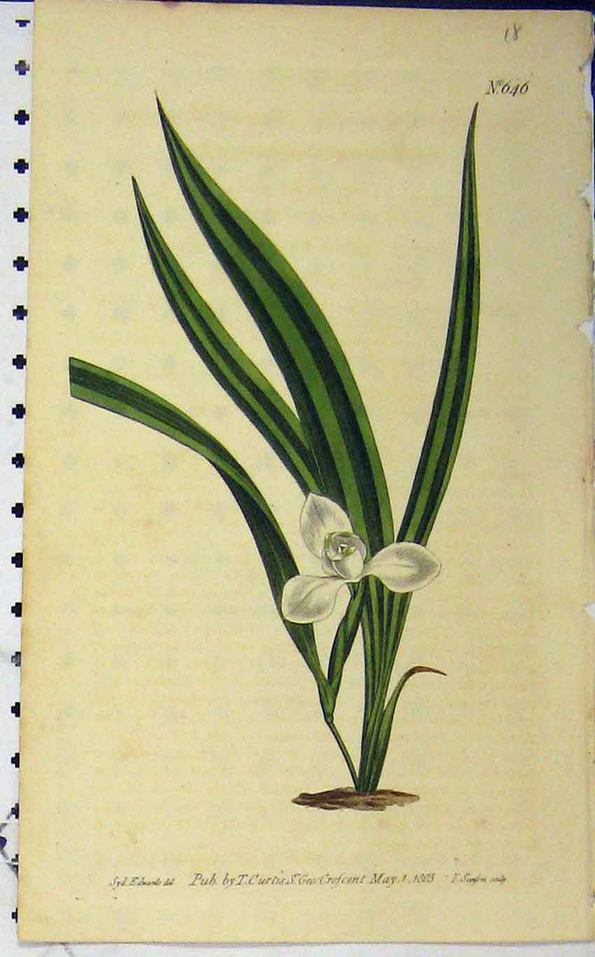 Old Antique Print 1803 Hand Coloured Flower Edwards Curtis Sansom N.646 19th