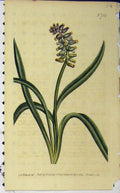 Old Antique Print Hand Coloured Flower 1804 Edwards Curtis Sansom N.734 19th