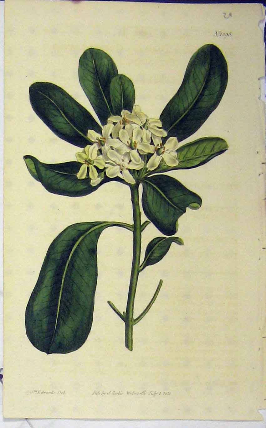 Old Antique Print 1811 Hand Coloured Flower Curtis Edwards Sansom N.1396 19th