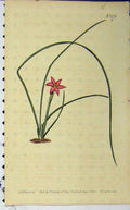Old Antique Print Curtis Hand Coloured Flower 1802 Sansom Edwards N.575 19th
