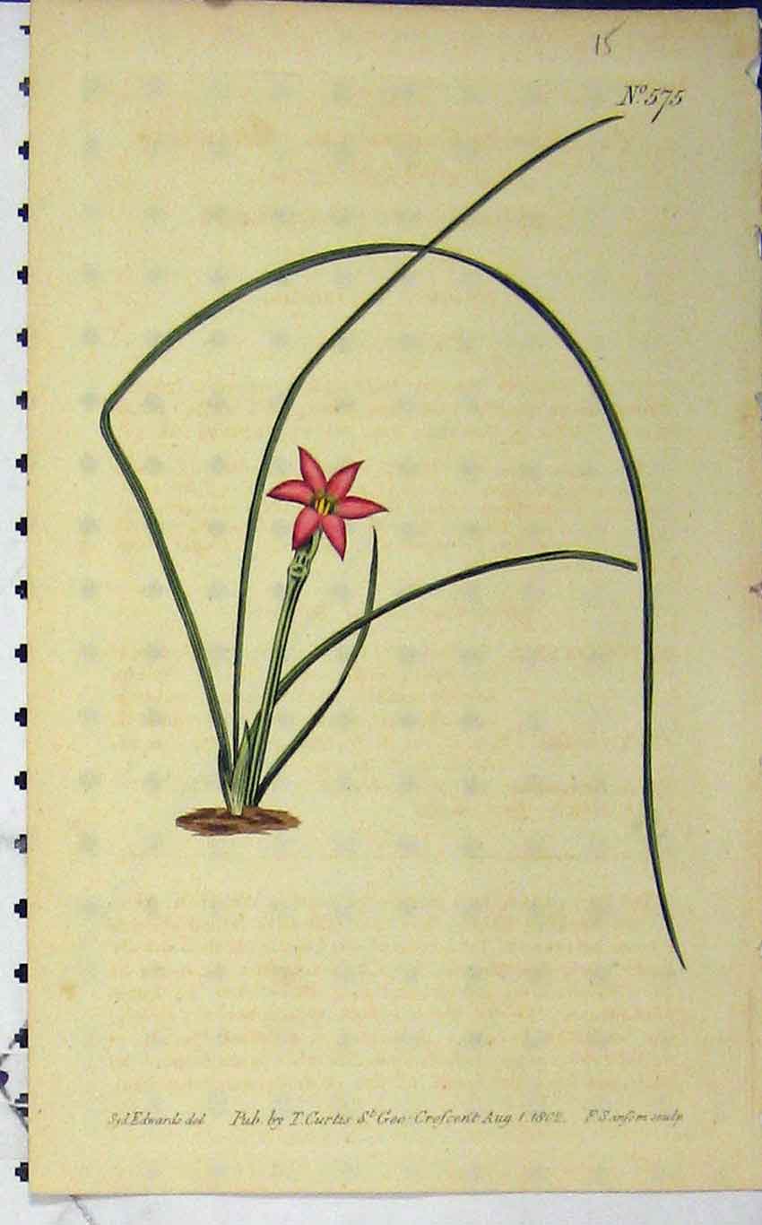 Old Antique Print Curtis Hand Coloured Flower 1802 Sansom Edwards N.575 19th