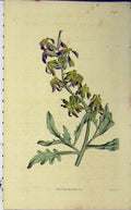 Original Old Antique Print 1816 Curtis Flower Sansom Hand Coloured Plate1711