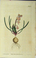 Old Antique Print 1812 Hand Coloured Flower Curtis Edwards Sansom N.1468 19th