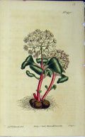 Old Antique Print 1812 Hand Coloured Flower Curtis Edwards Sansom N.1472 19th
