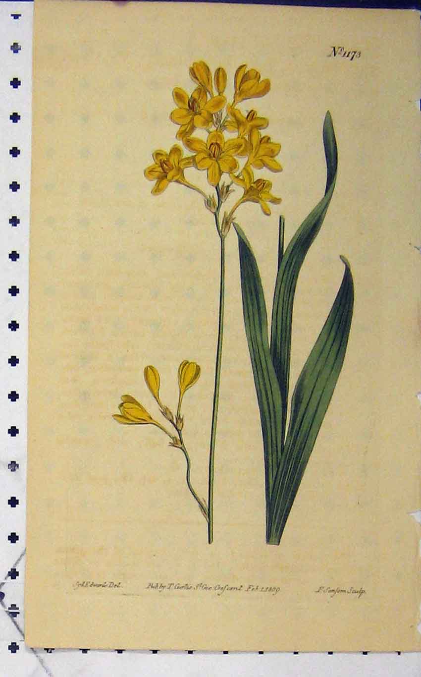 Old Antique Print 1809 Hand Coloured Flower Curtis Edwards Sansom N.1173 19th