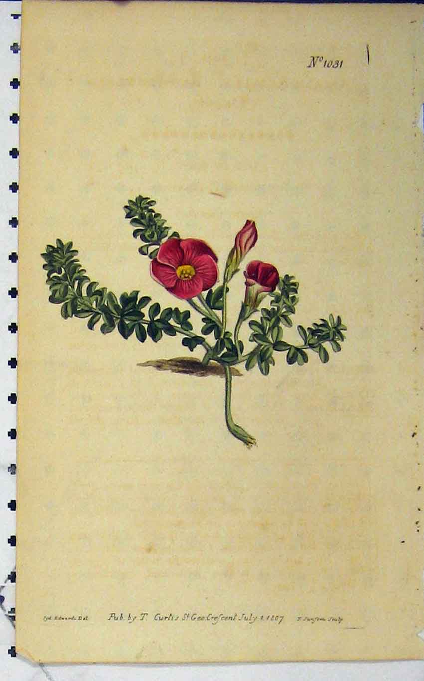 Old Antique Print 1807 Hand Coloured Flower Curtis Edwards Sansom N.1031 19th