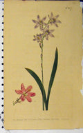 Old Antique Print 1803 Hand Coloured Flower Curtis Edwards Sansom N.617 19th